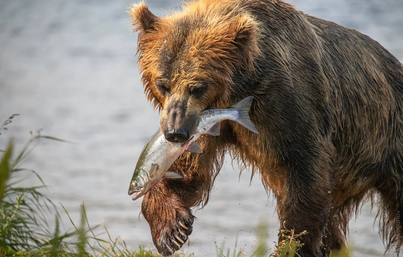 Фото обои рыба, медведь, Камчатка, добыча, лосось, улов, Максим Логунов