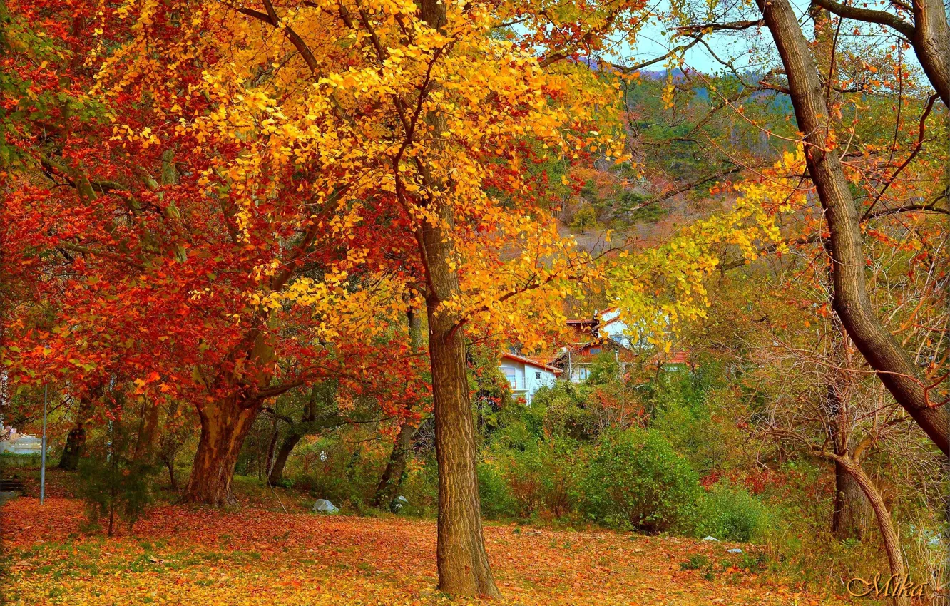 Фото обои Осень, Деревья, Парк, Fall, Листва, Autumn, Trees, Leaves