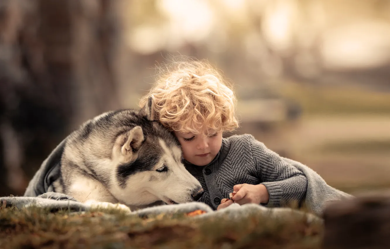 Фото обои животное, собака, мальчик, друзья, кудри, ребёнок, хаски, пёс