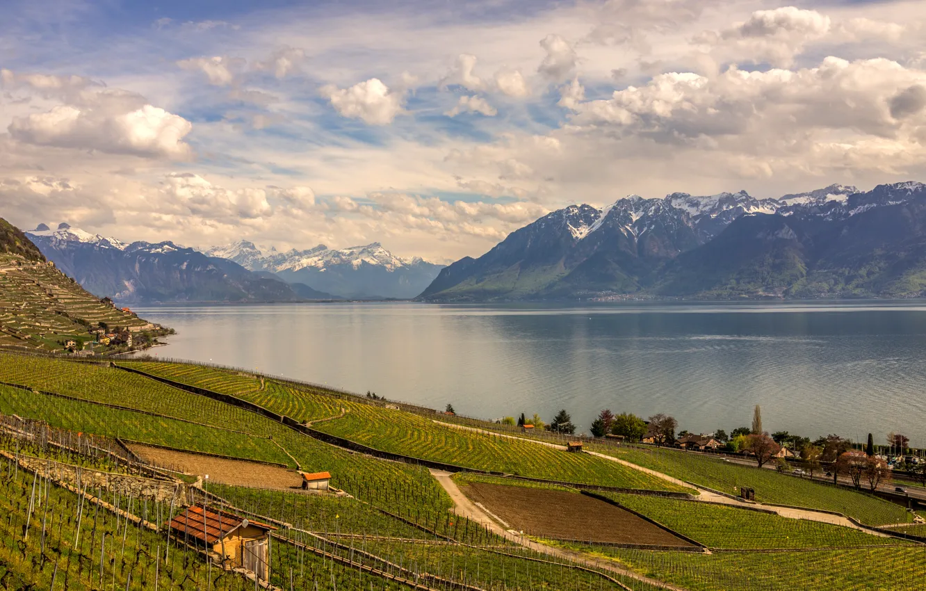Фото обои горы, озеро, поля, Швейцария, плантации
