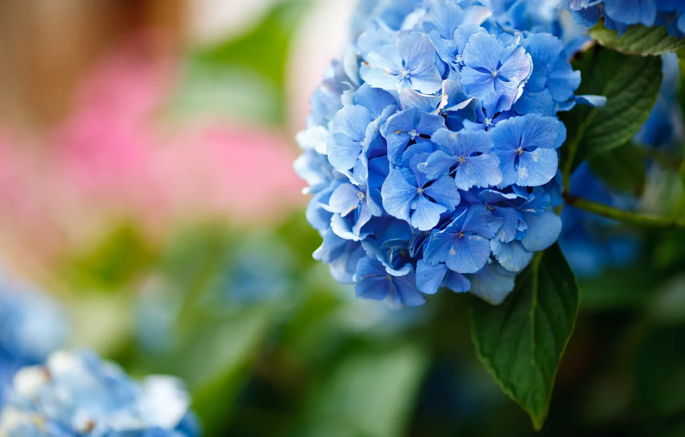 Фото обои листья, цветы, фон, голубые, боке, гортензия