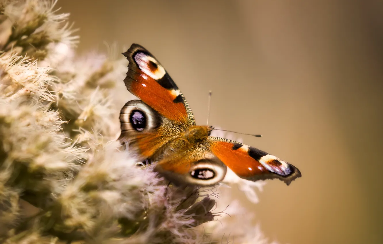 Фото обои бабочка, крылья, vanessa