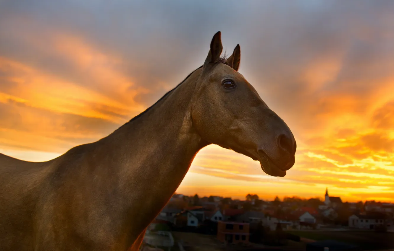 Фото обои закат, природа, конь
