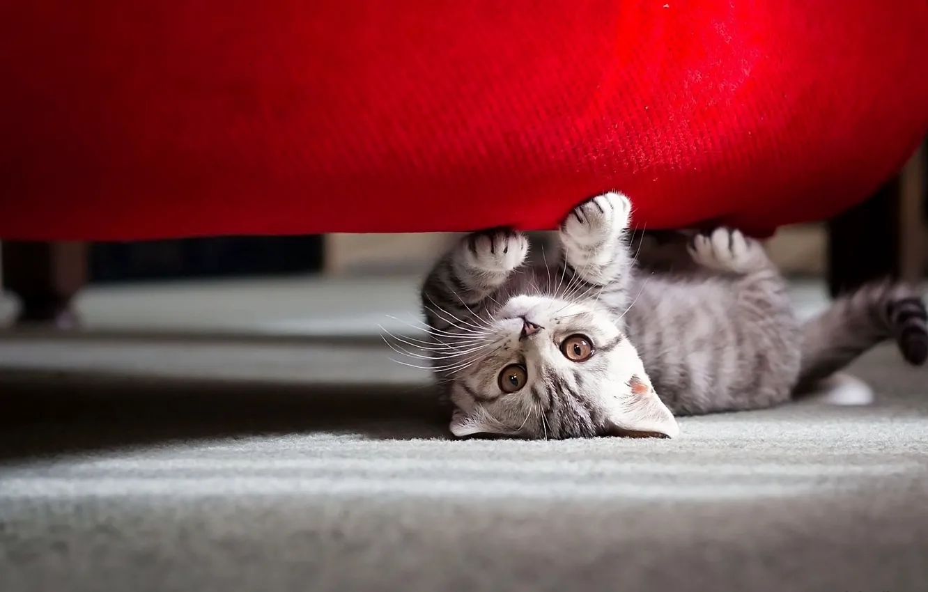 Фото обои Cat, Keep it