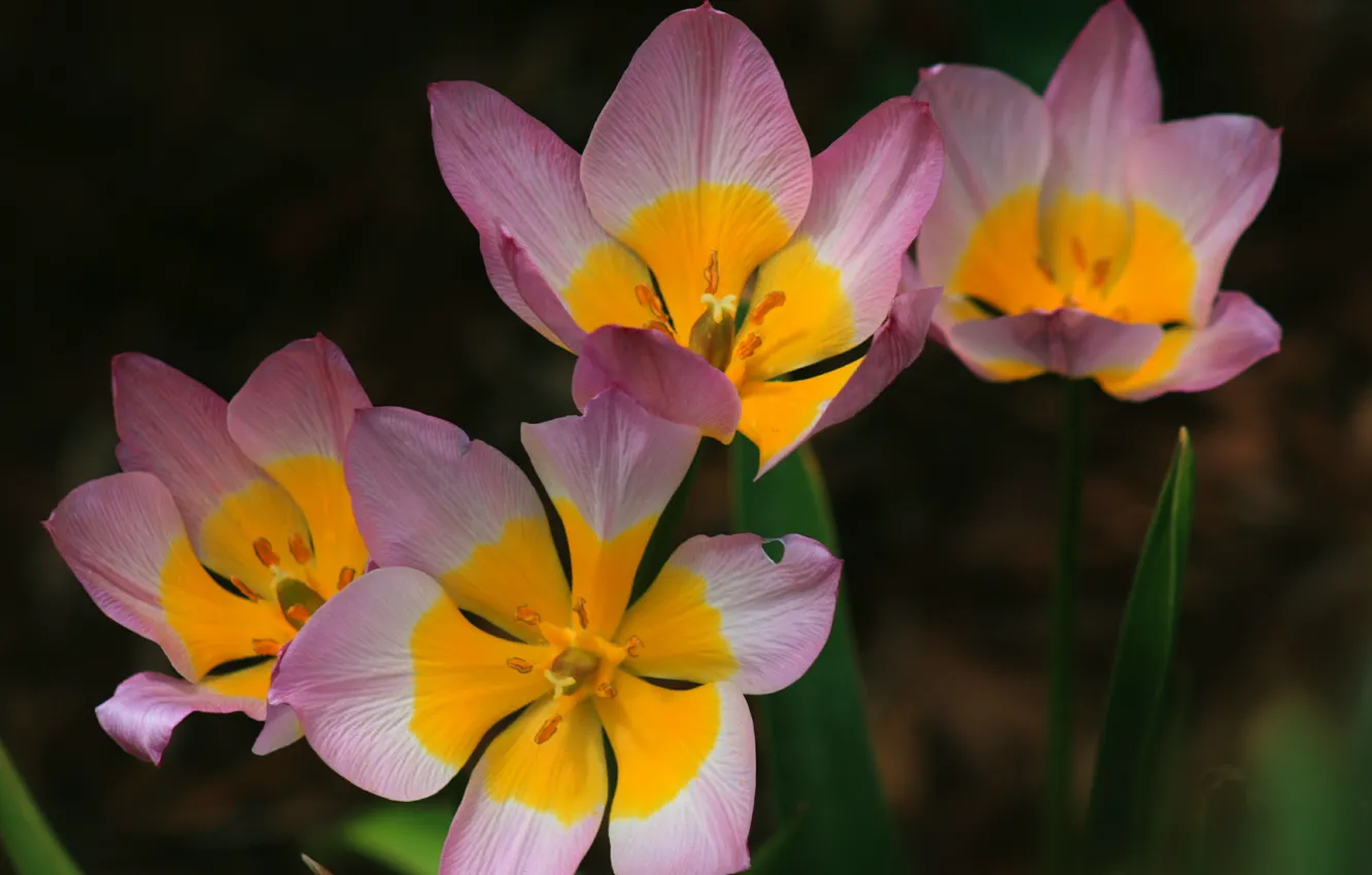 Фото обои Цветы, розовые, yellow, pink, жёлтые, flowers