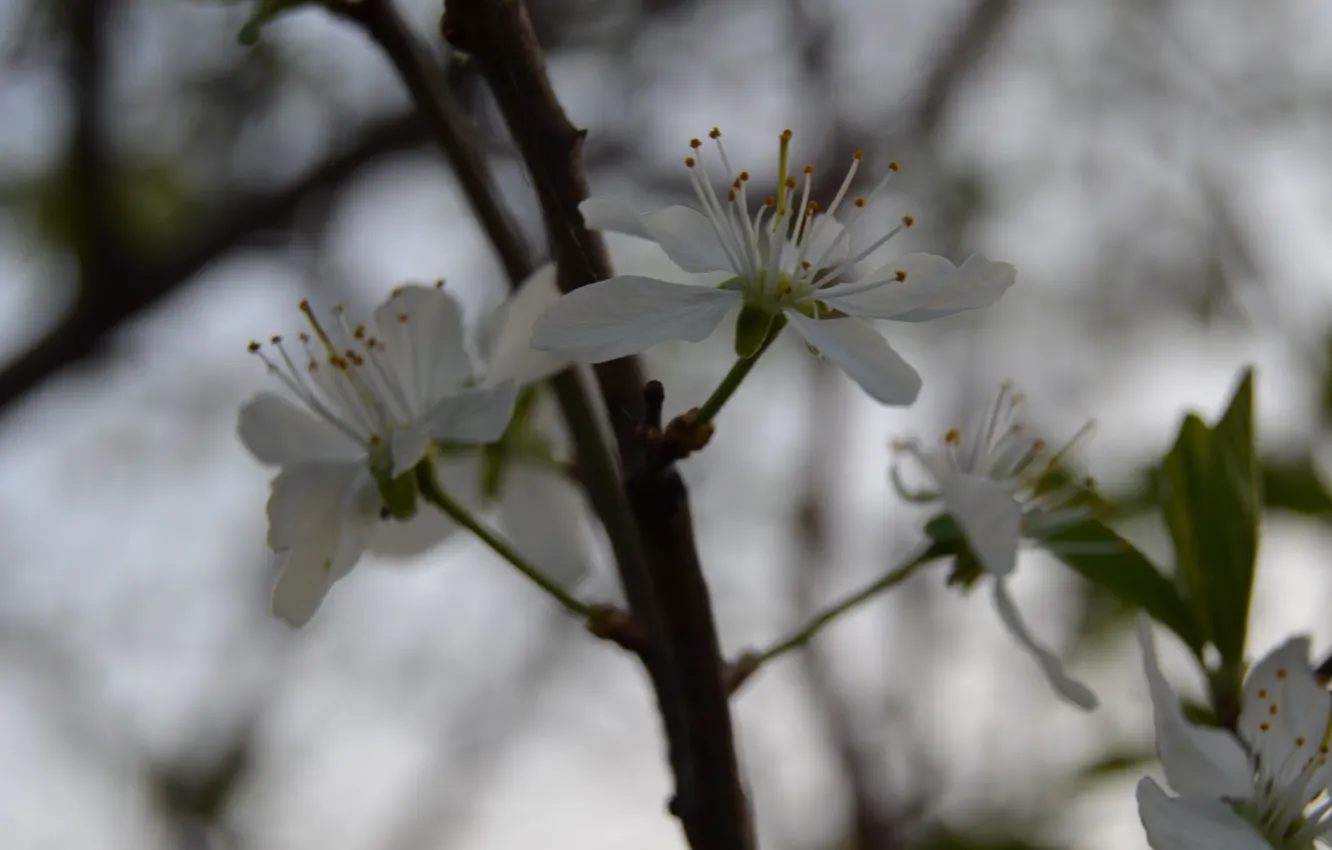 Фото обои вишня, Цветы, весна