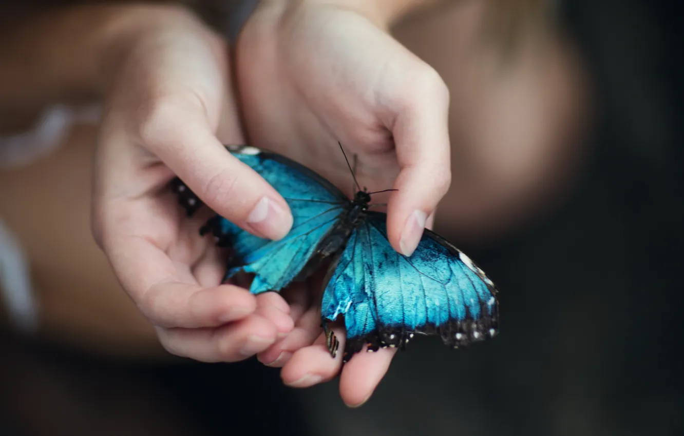Фото обои бабочка, ладони, Jesse Herzog, Blue Morpho