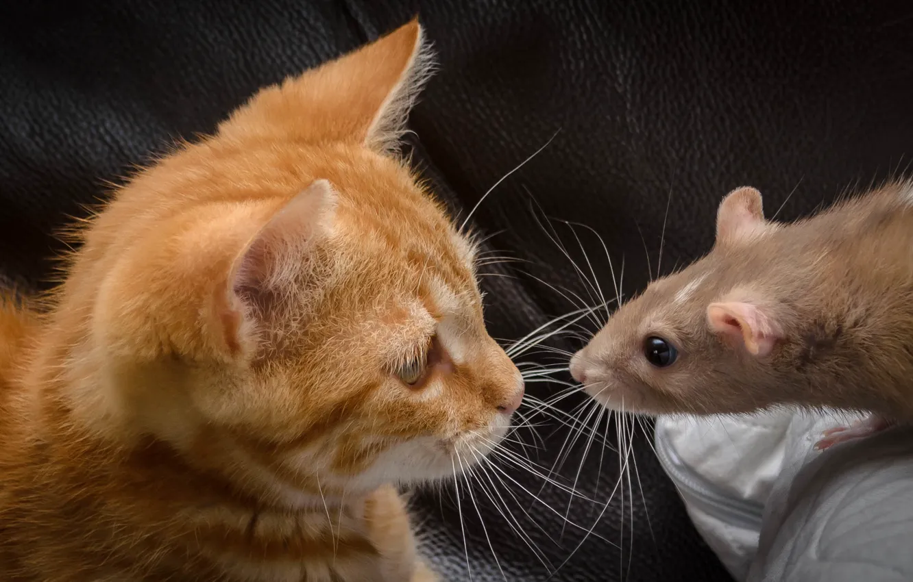 Фото обои кот, усы, кошак, рыжий, крыса, котяра