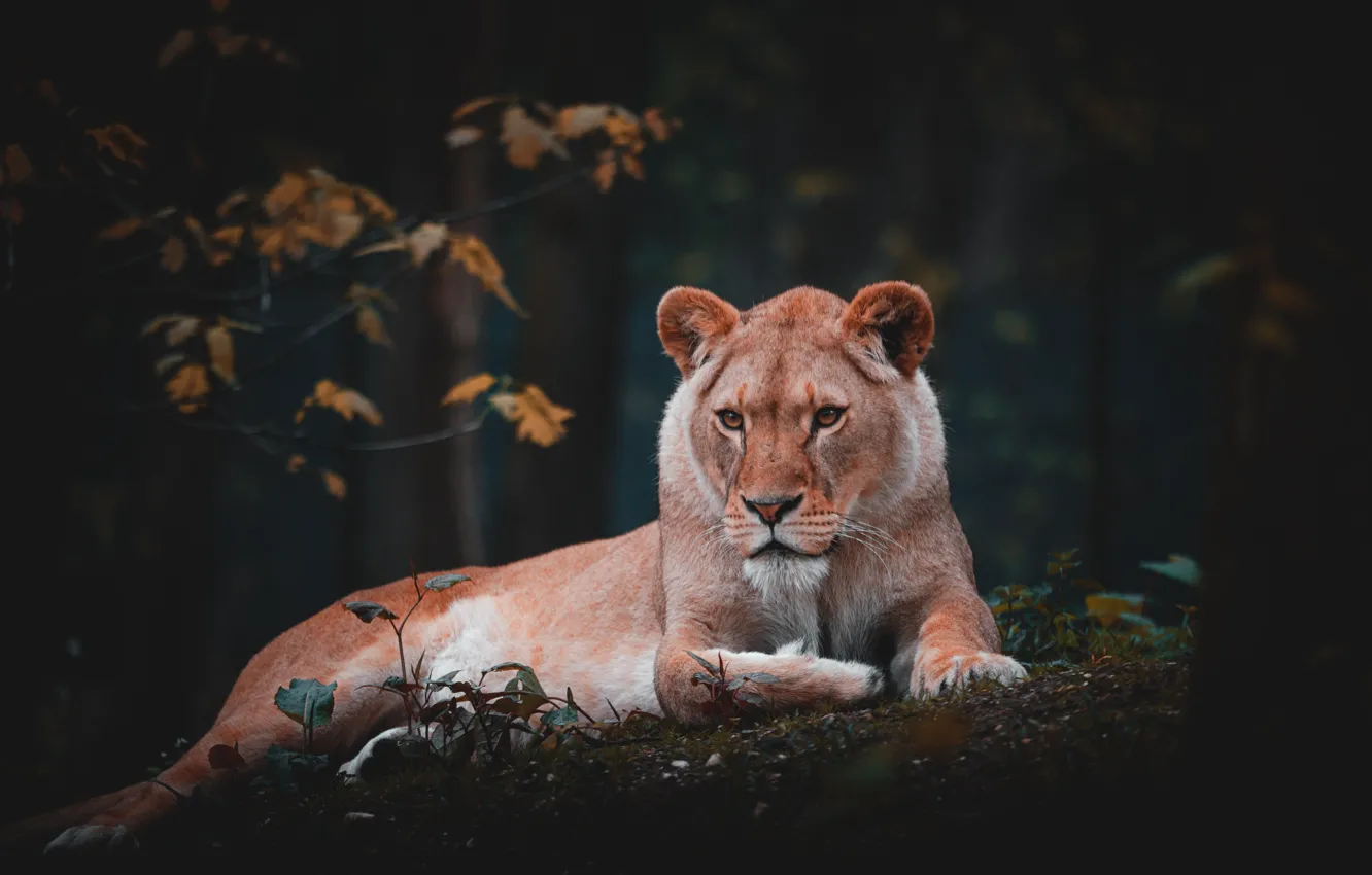 Фото обои lion, animal, wildlife, big cat, liones
