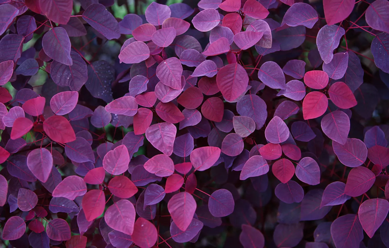 Фото обои осень, фиолетовый, листья