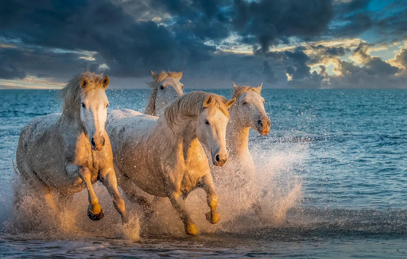 Фото обои море, брызги, кони, лошади