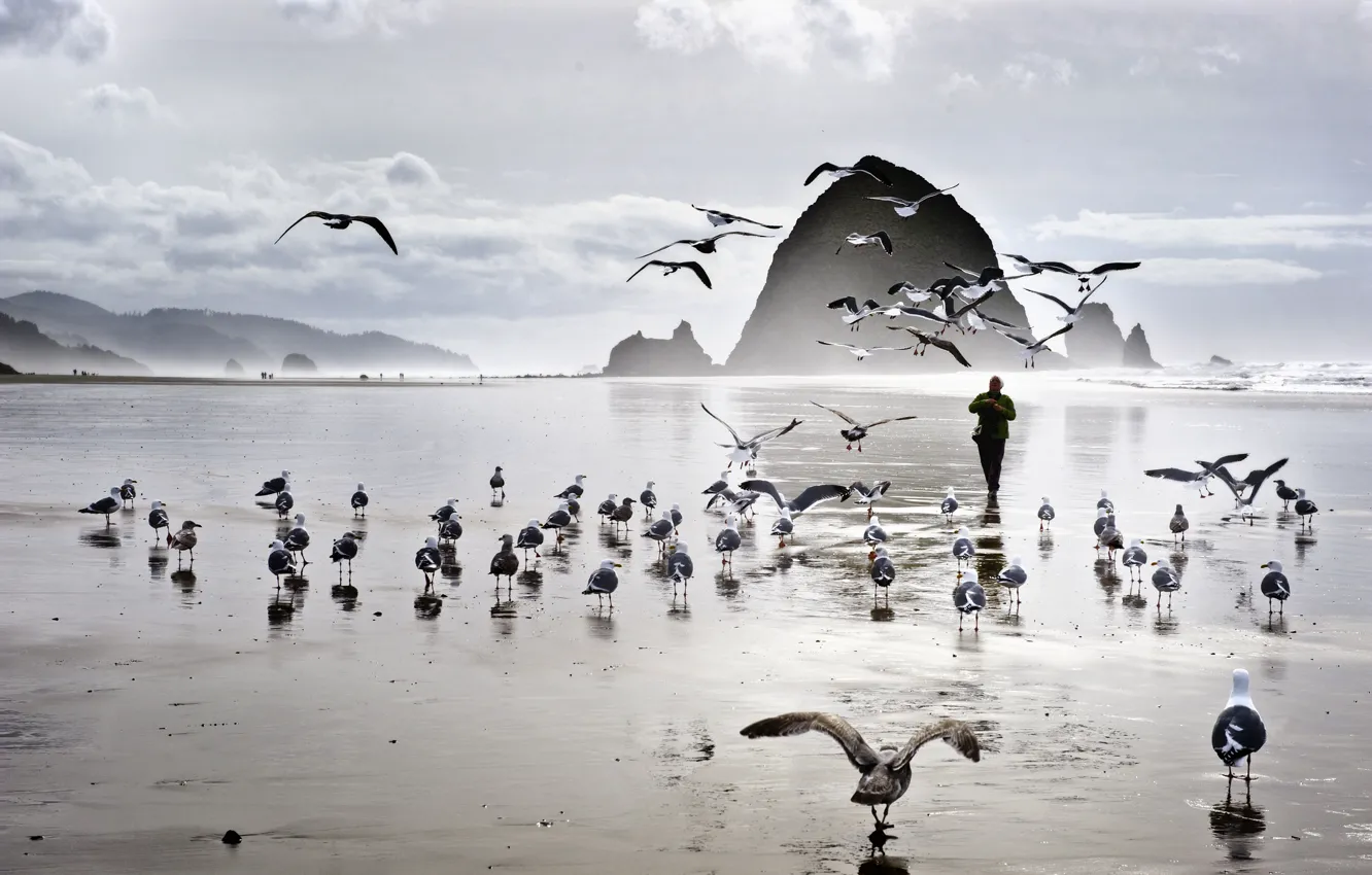 Фото обои море, пляж, птицы, скалы, чайки