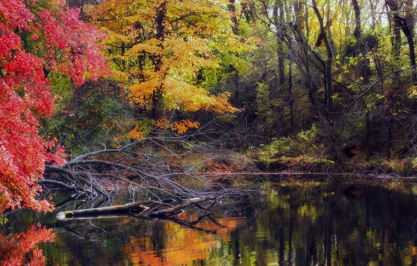 Фото обои pool, water, autumn, fall, foliage, woodland