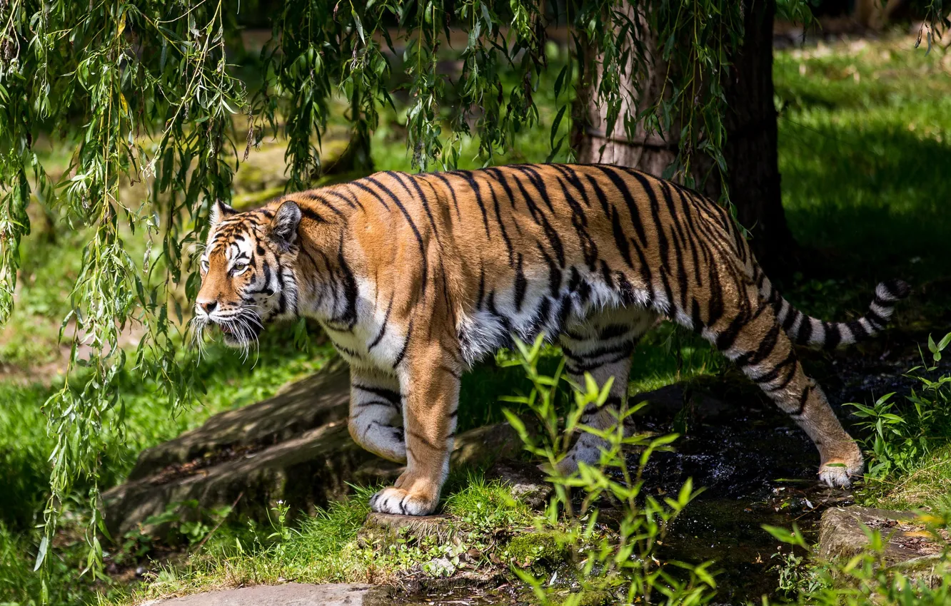 Фото обои природа, тигр, зверь