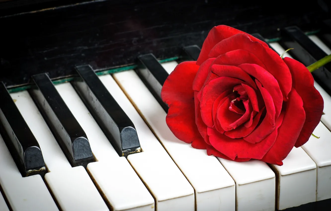 Фото обои роза, клавиши, Red, пианино, красная, Roses, Piano