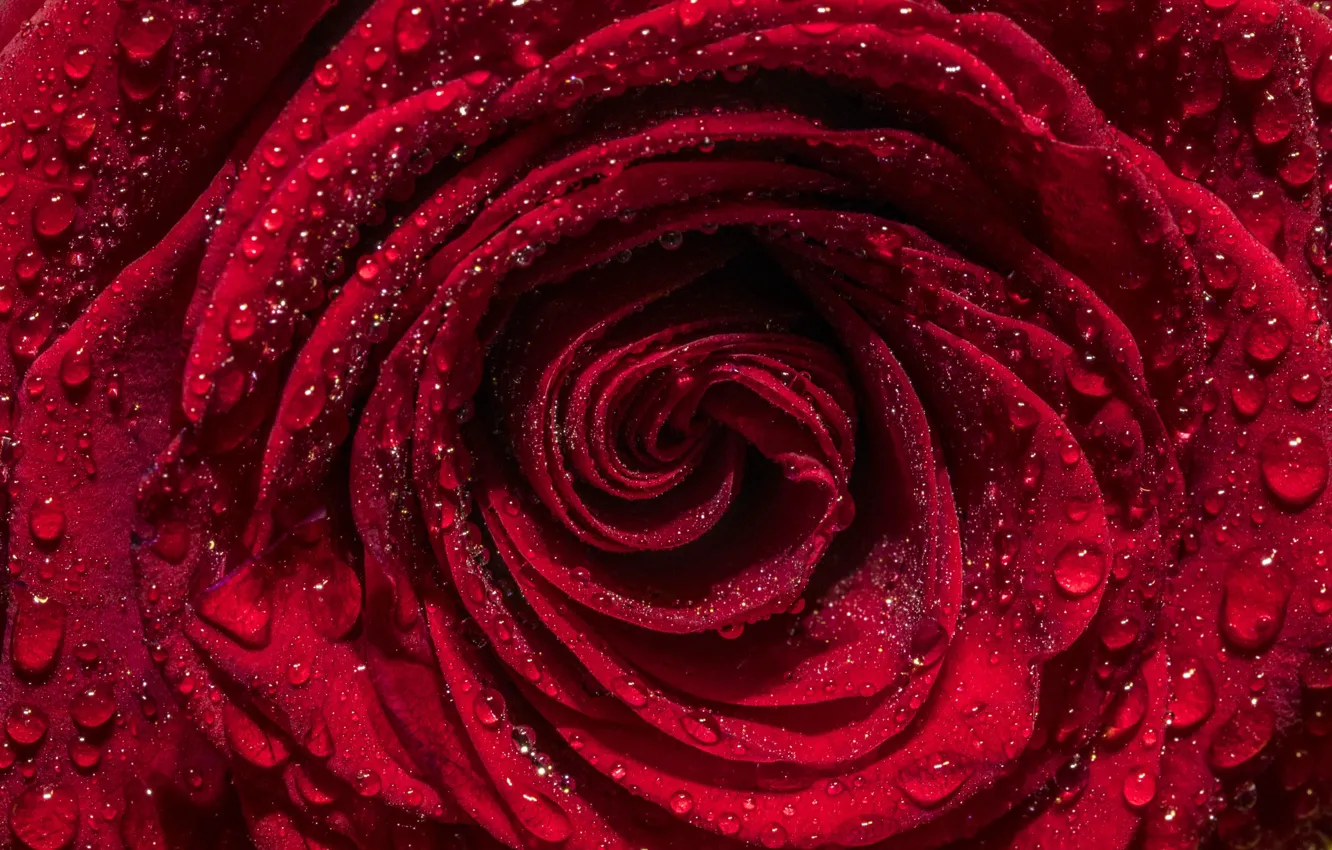 Фото обои капли, макро, красный, роза