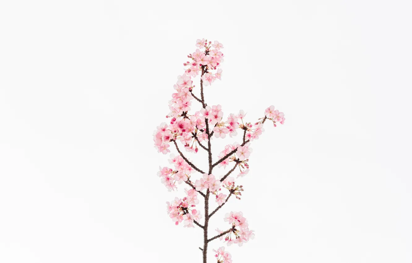 Фото обои цветок, цветы, вишня, фон, сакура, flower, flowers, background