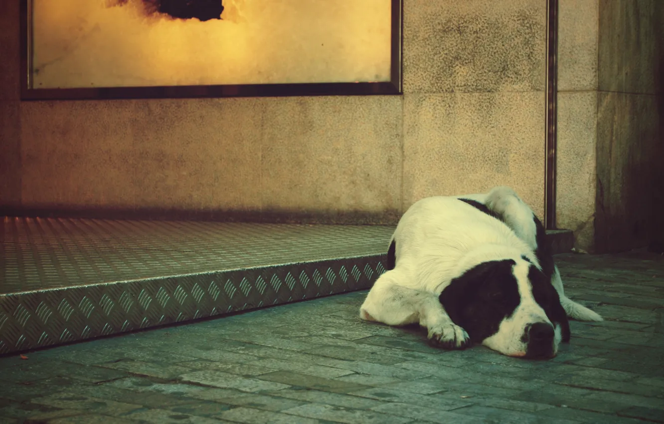 Фото обои одиночество, собака, лежит