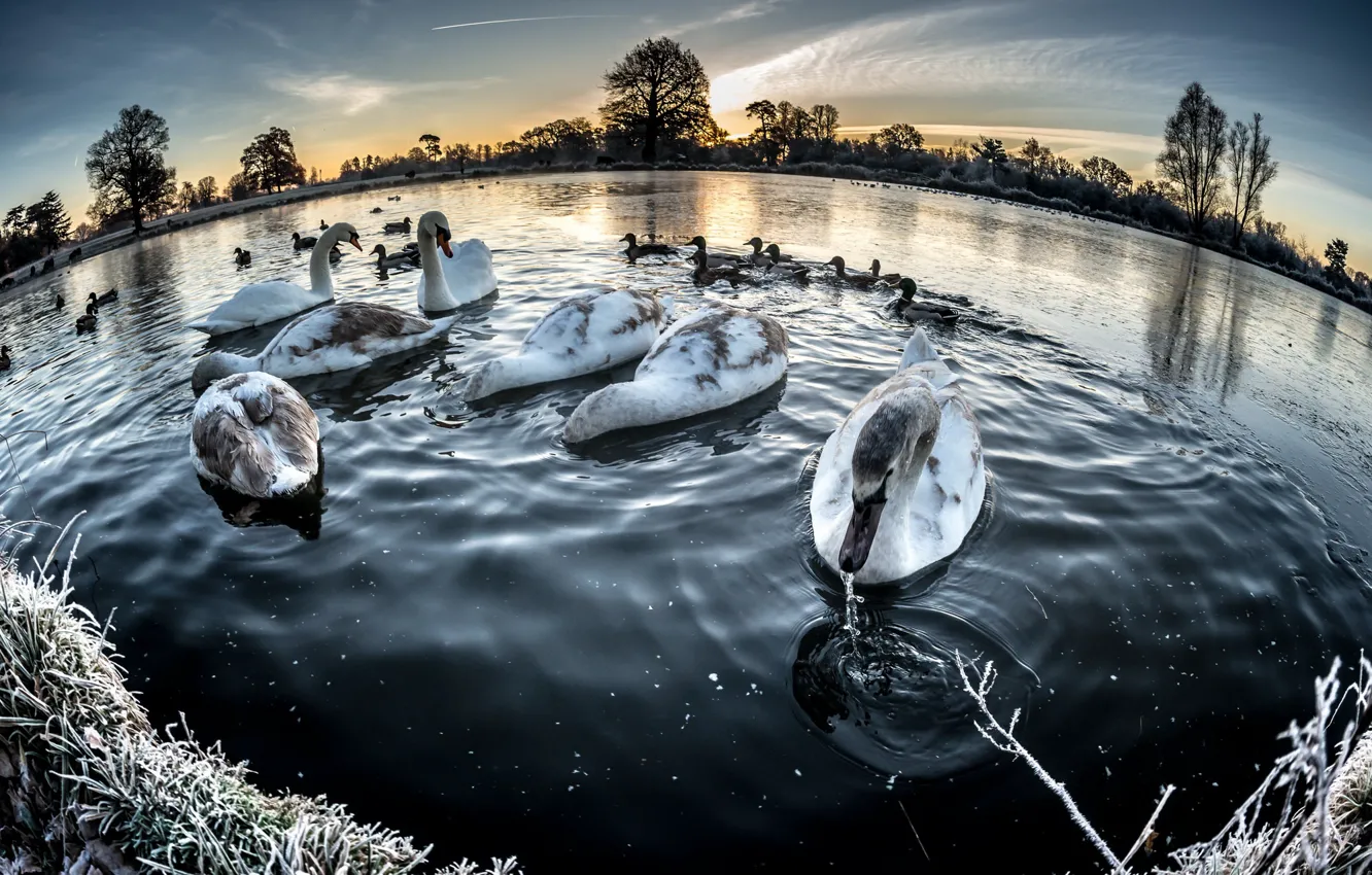 Фото обои зима, озеро, лебеди