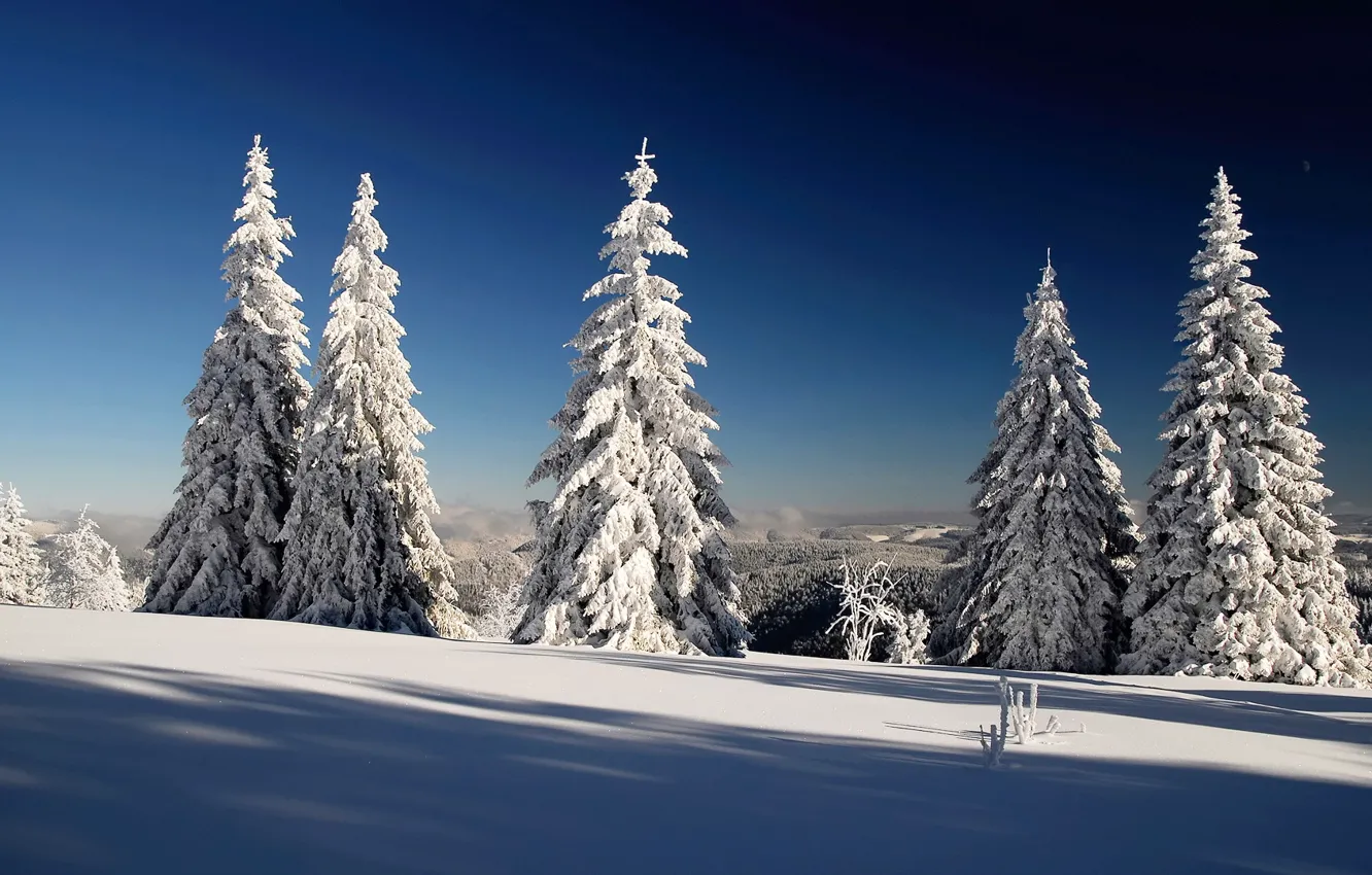Фото обои зима, небо, снег, тень, ёлки