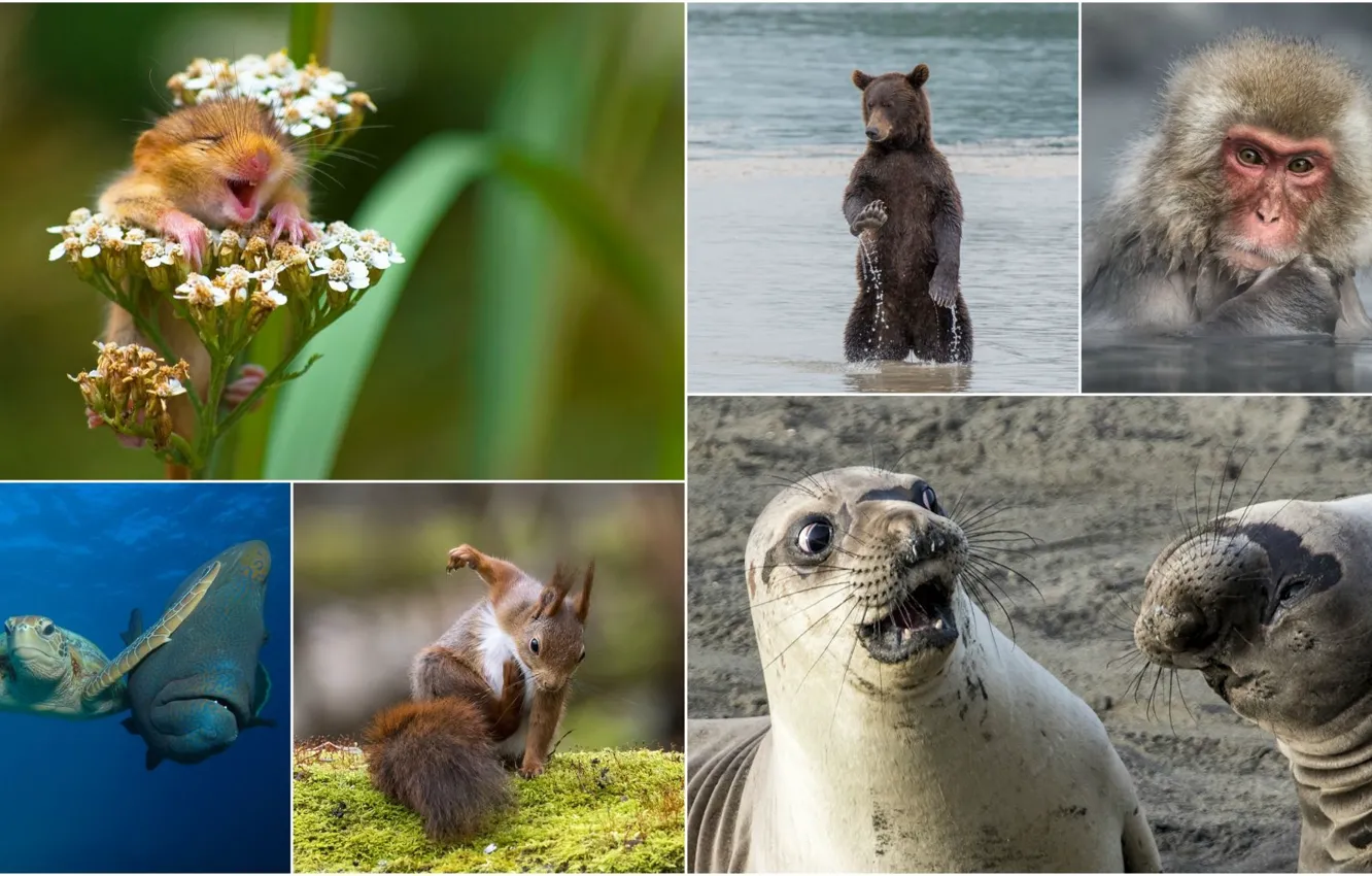Фото обои animals, wildlife, animal mix, happy animals
