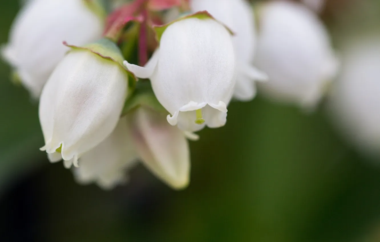 Фото обои цветы, природа, лепестки