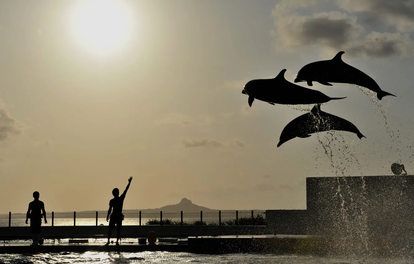 Фото обои вода, брызги, люди, настроение, прыжок, силуэты, Дельфины