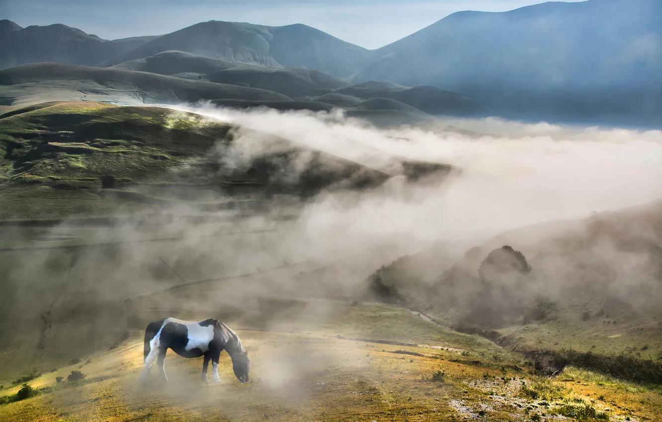 Фото обои небо, туман, дерево, холмы, лошадь, поля, утро, Италия