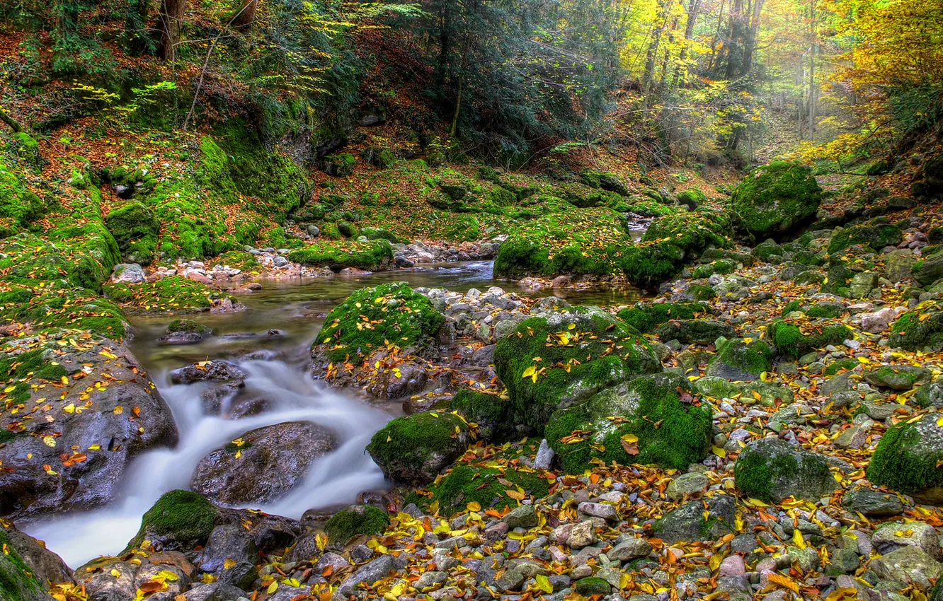 Фото обои осень, лес, листья, река, камни, мох, поток