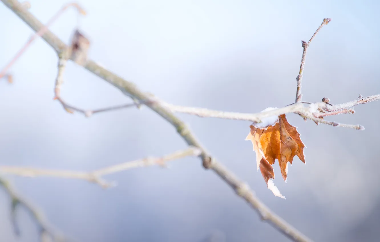 Фото обои снег, лист, ветка