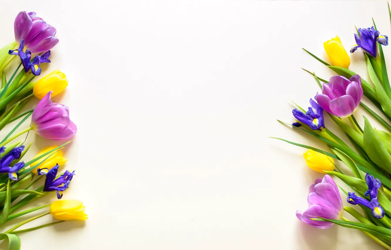 Фото обои цветы, желтые, фиолетовые, тюльпаны, fresh, yellow, flowers, beautiful