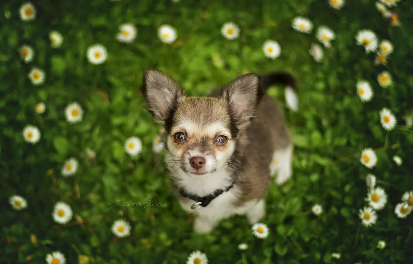 Фото обои взгляд, цветы, собака, мордашка, боке, пёсик, Чихуахуа, собачонка