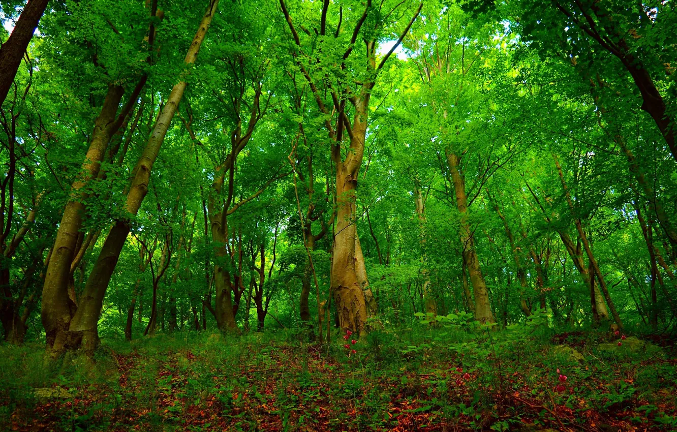 Фото обои Деревья, Лес, Лето, Summer, Forest, Trees