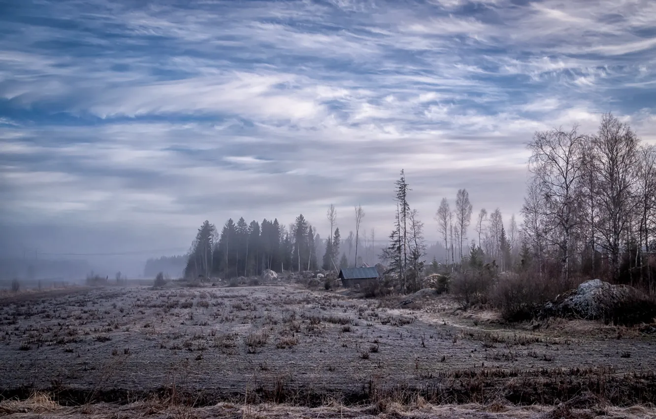 Фото обои поле, лес, туман, дома