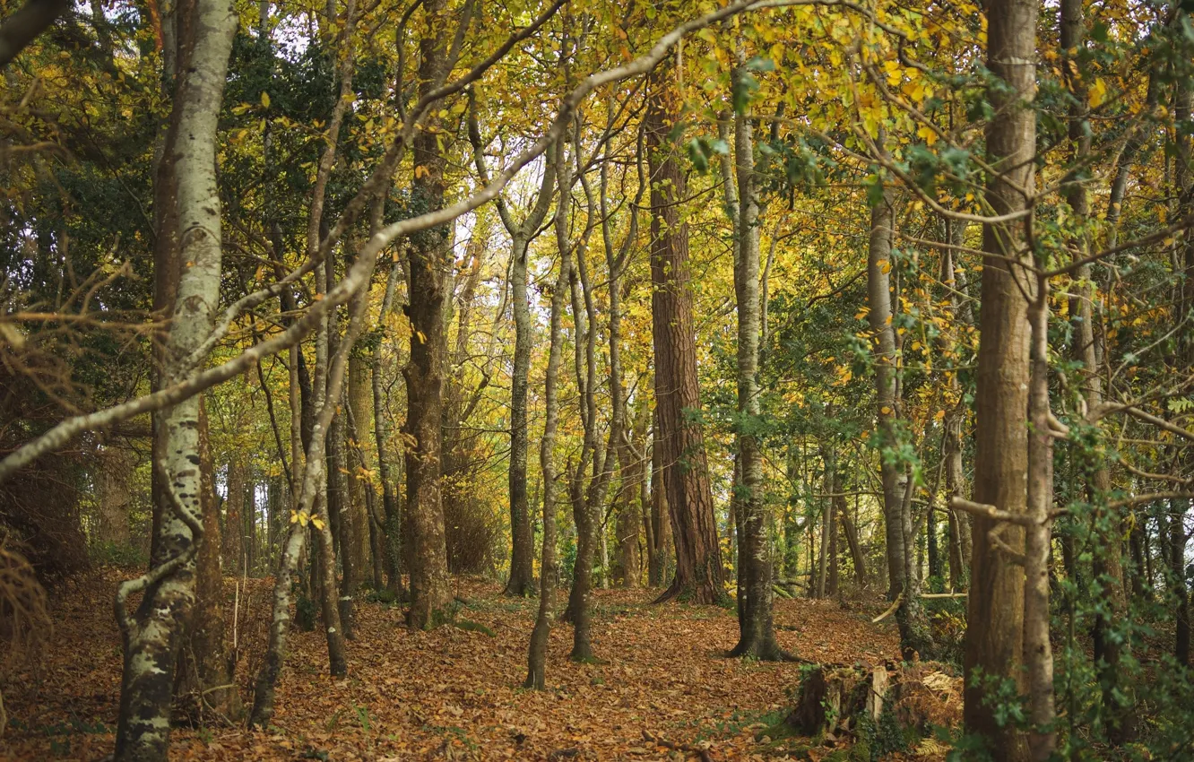 Фото обои осень, деревья, природа, ствол