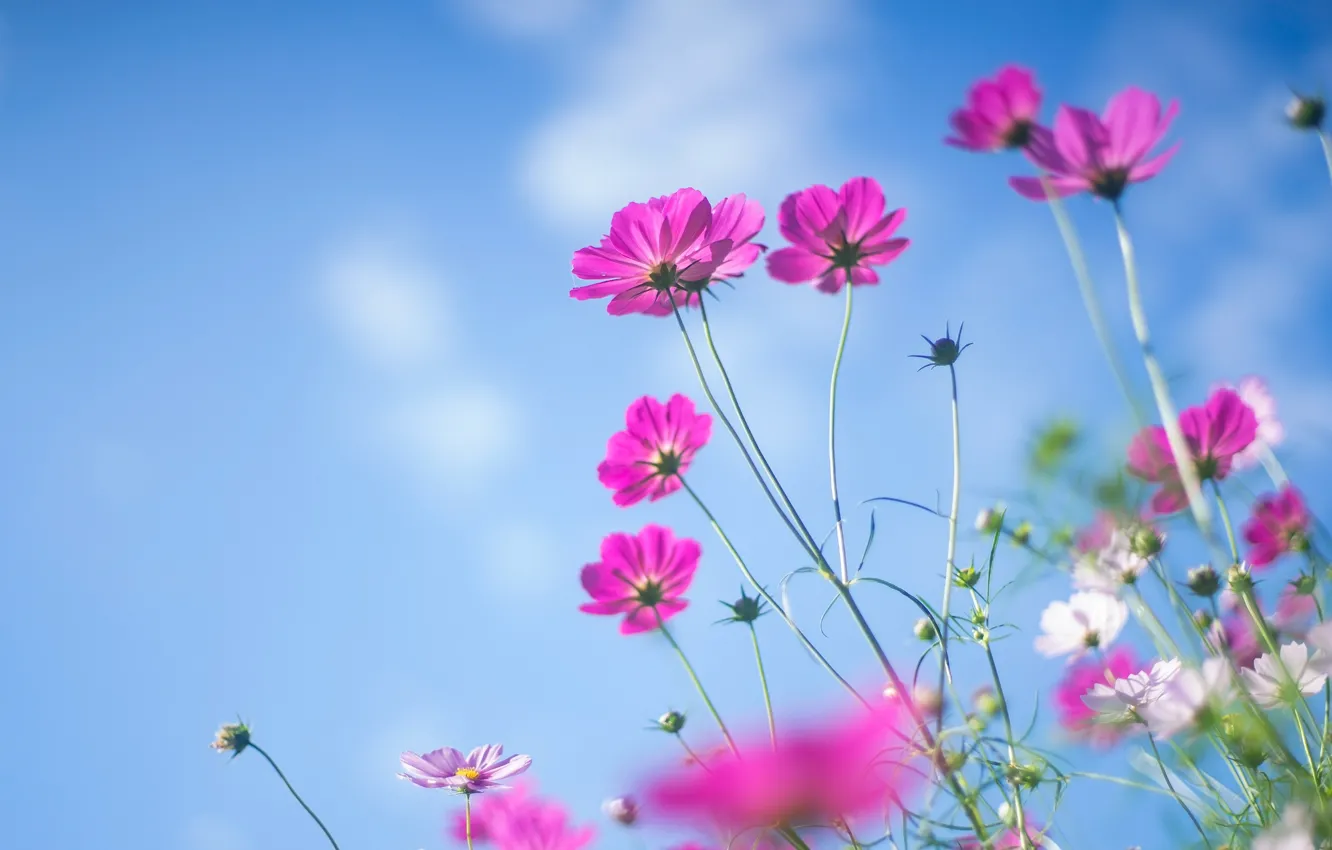 Фото обои лето, небо, цветы, голубое, розовые, космеи