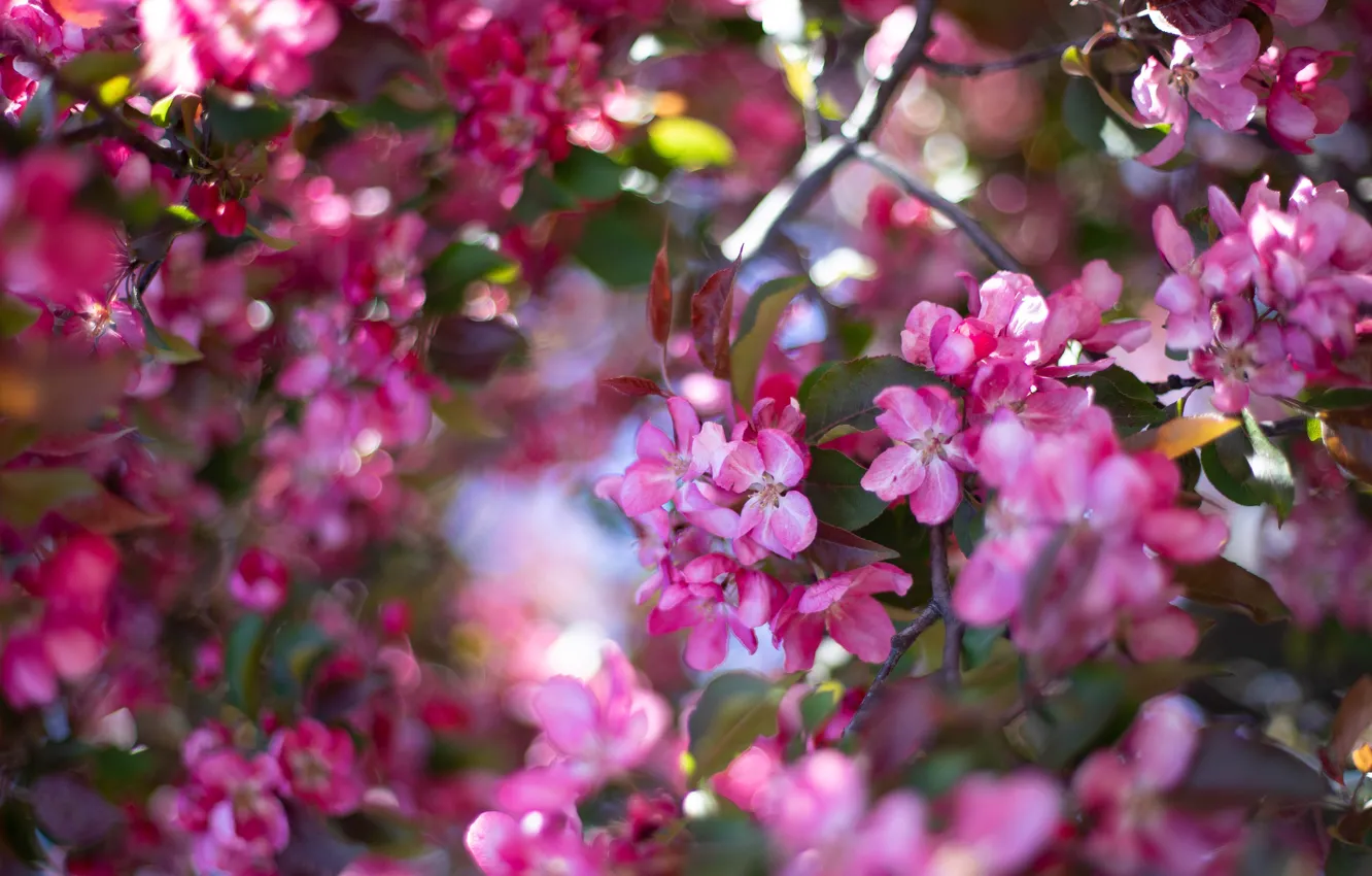 Фото обои листья, свет, цветы, ветки, весна, розовые, яблоня, цветение