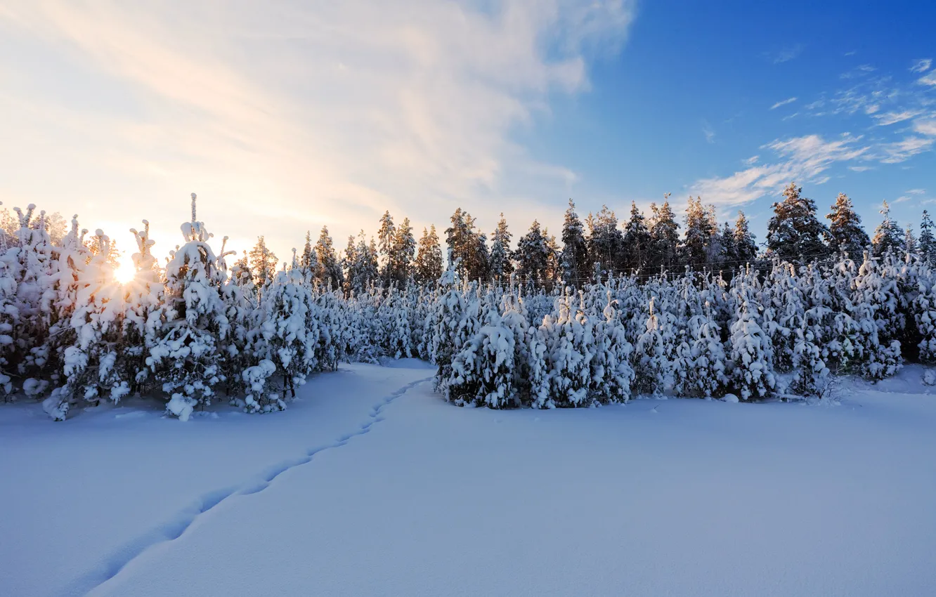 Фото обои зима, снег, елки