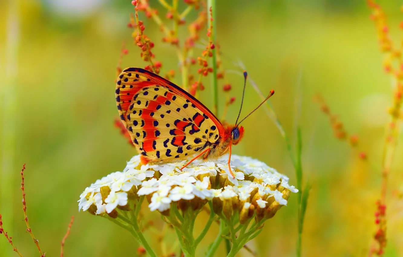 Фото обои Бабочка, Цветочки, Flowers, Боке, Bokeh, Butterfly