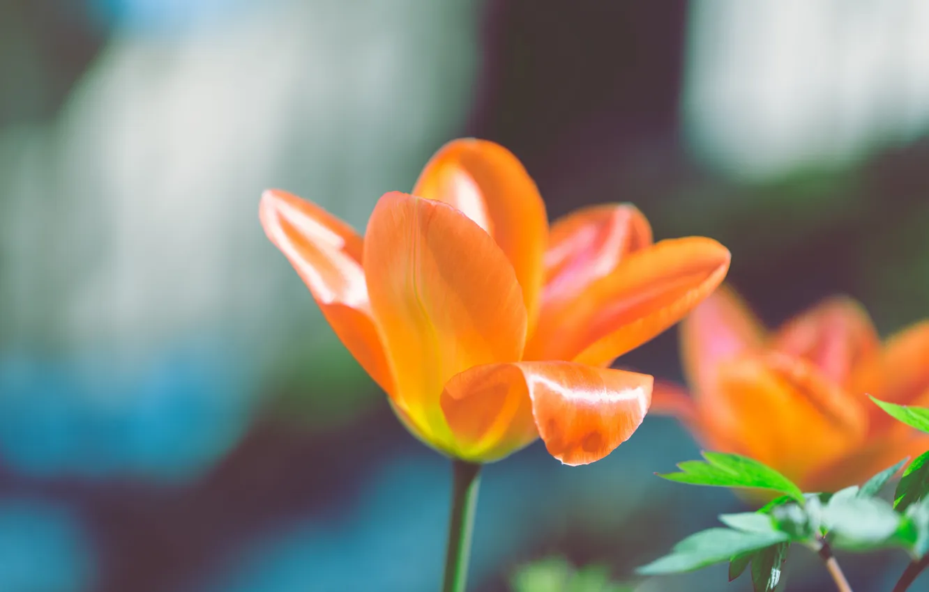 Фото обои цветок, оранжевый, лепестки