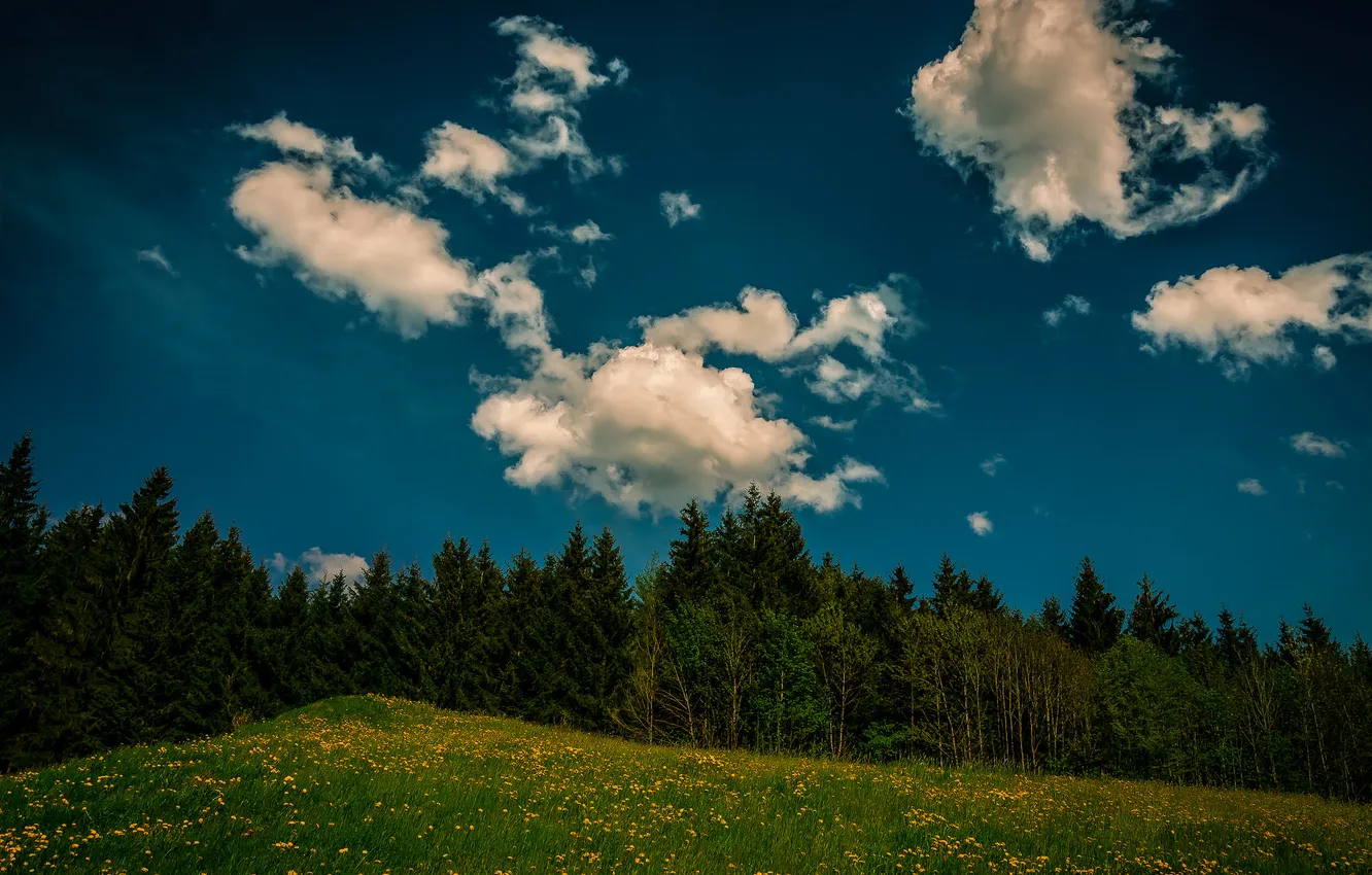 Фото обои лес, небо, трава, облака, деревья, цветы