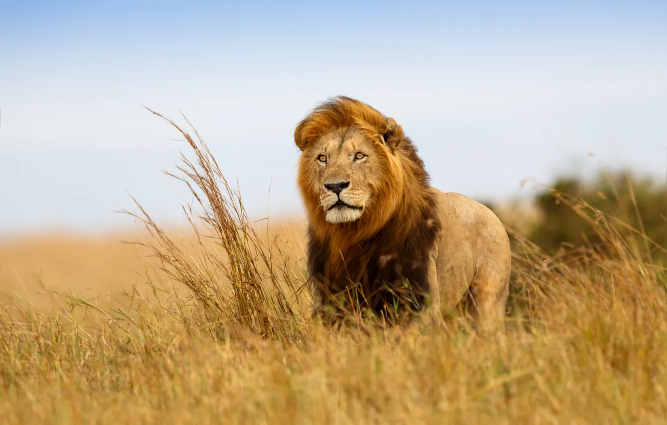 Фото обои взгляд, ветер, Лев, царь зверей, саванна, Африка, наблюдение, всматривание
