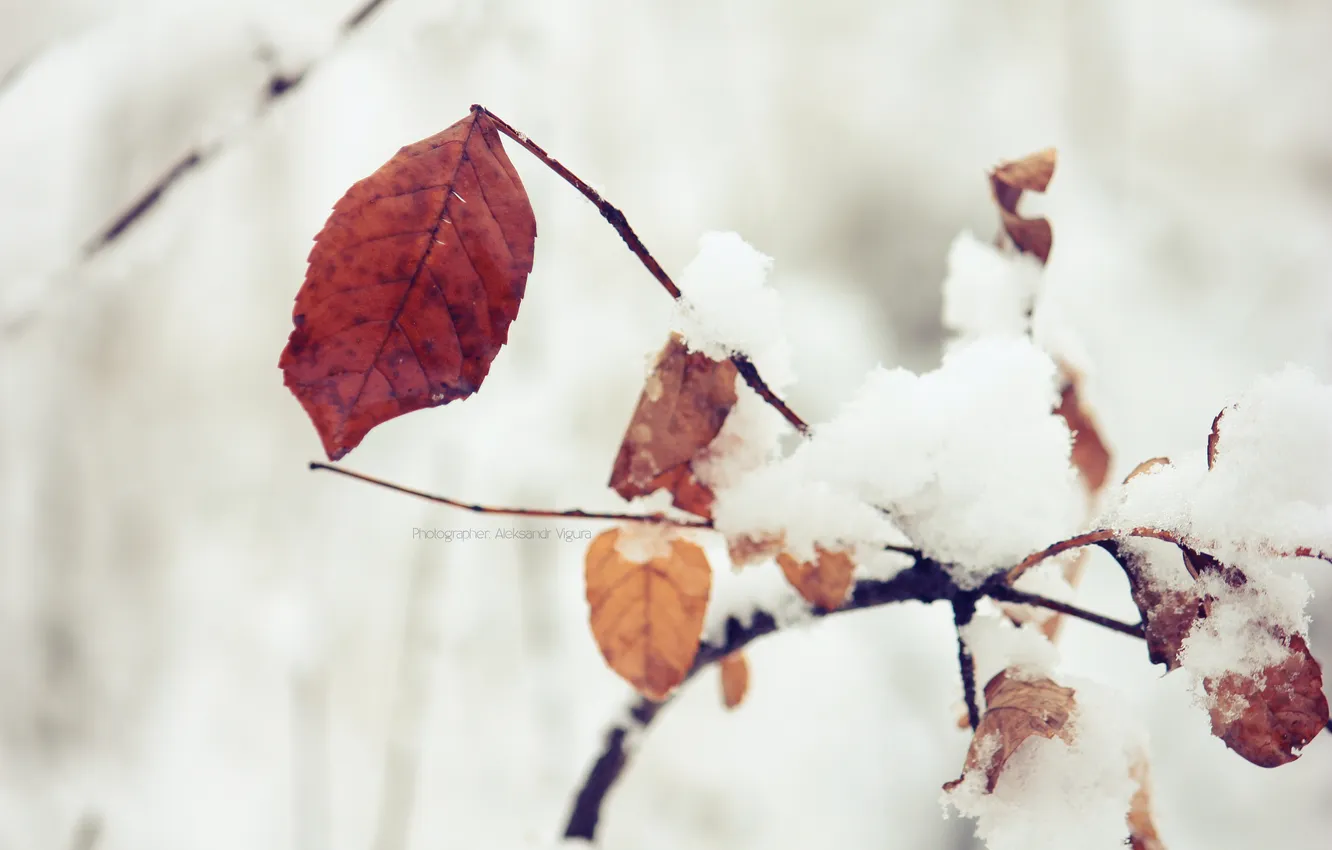 Фото обои зима, листья, макро, природа, осенние листья