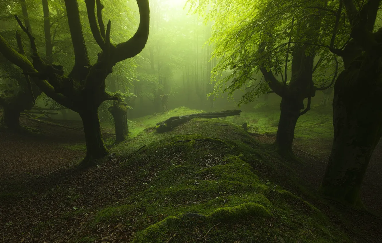 Фото обои grass, trees, landscape, nature, leaves, sunlight, trunk, mist