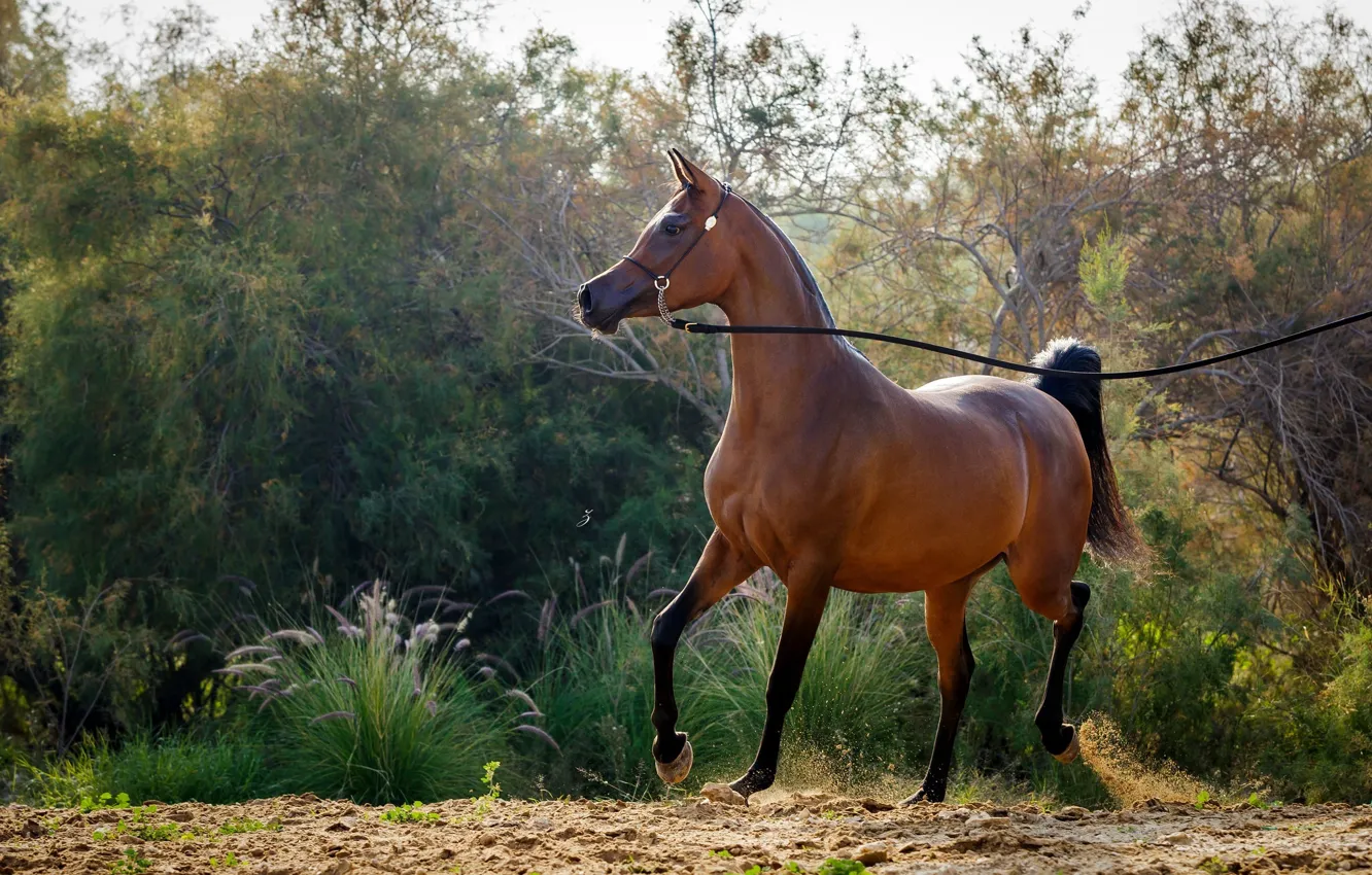 Фото обои конь, лошадь, грация, позирует, арабский