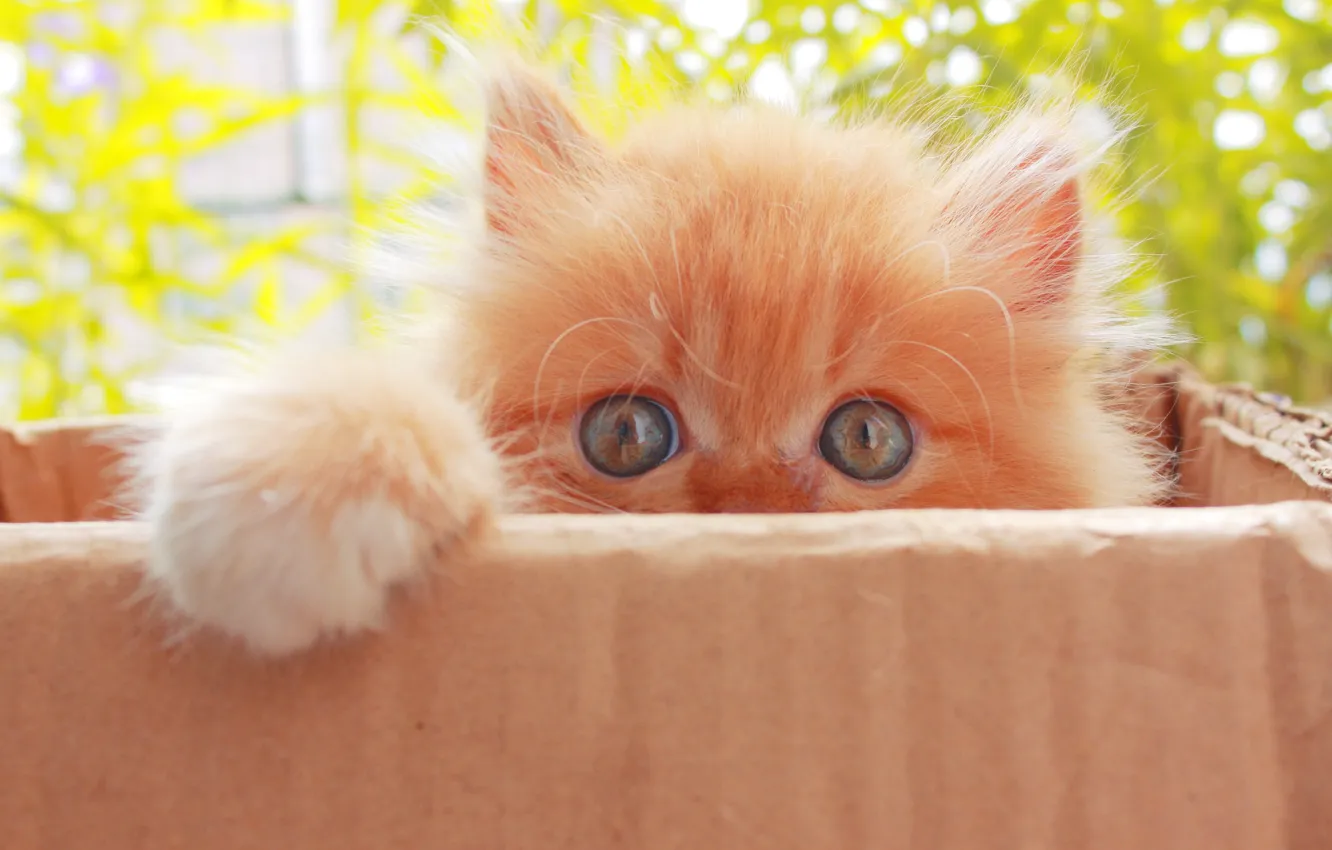 Фото обои кошка, взгляд, котенок, коробка, игра, малыш, рыжий, голубые глаза