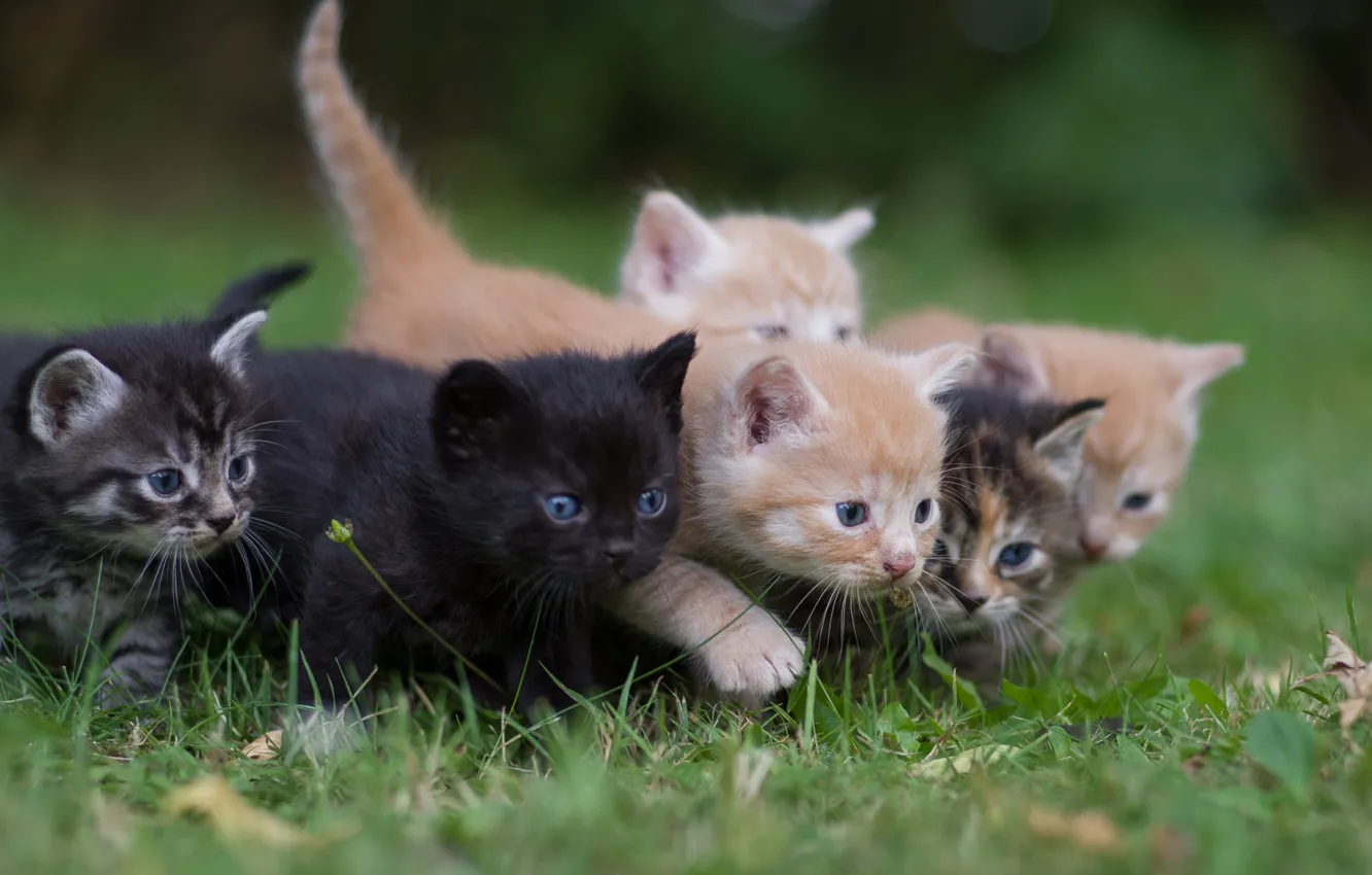 Фото обои трава, котята, малыши, банда