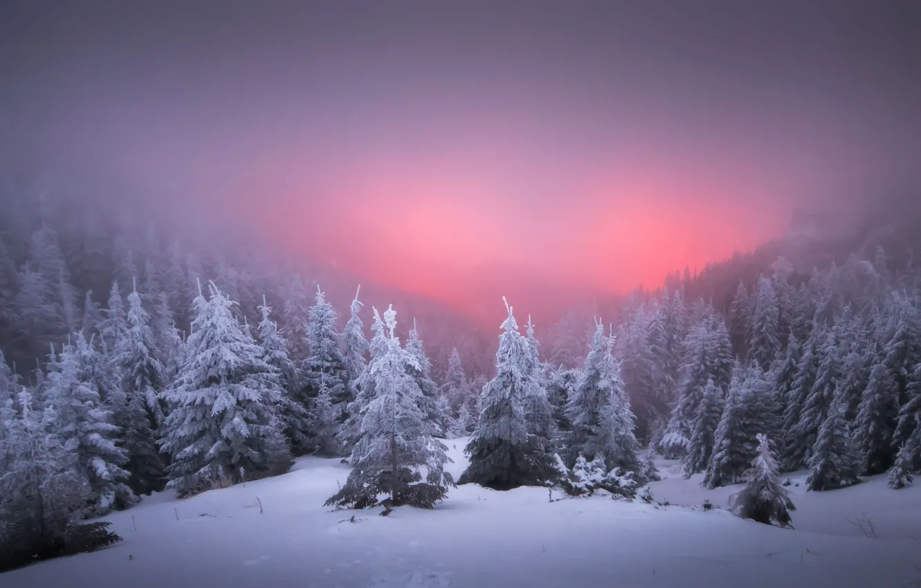 Фото обои зима, лес, снег, туман, рассвет, утро, ели