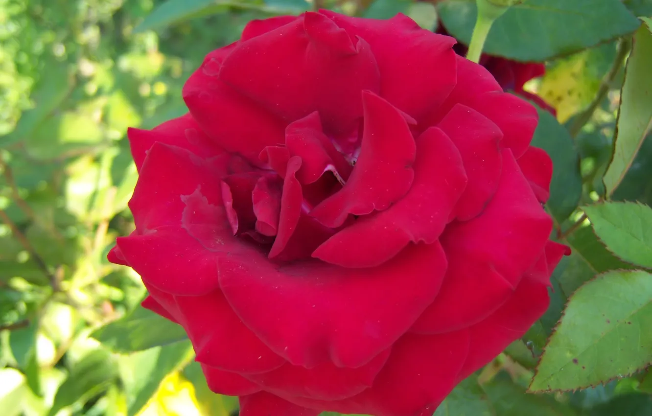 Фото обои цветок, роза, красная роза, Meduzanol ©
