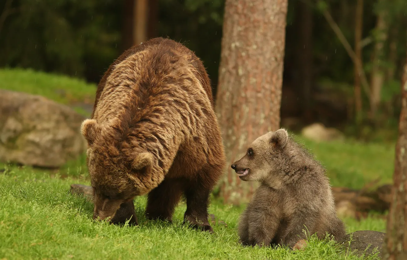 Фото обои дождь, медведи, медвежонок, детёныш, медведица
